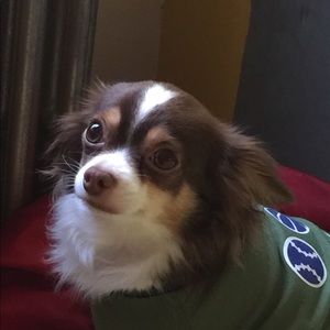 Meet your Posher, Tsaydam